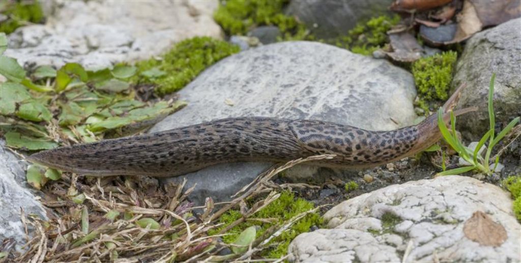 Limax maximus